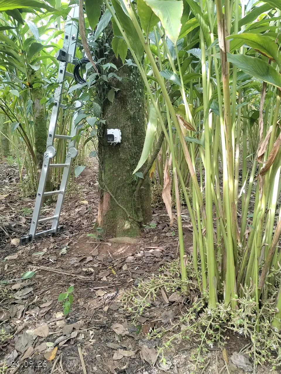 CCTV installation in a cardamom plantation near Kumily Idukki