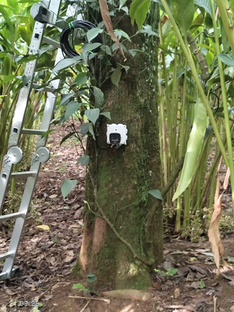 CCTV camera mounted among cardamom plants at the plantation near Kumily